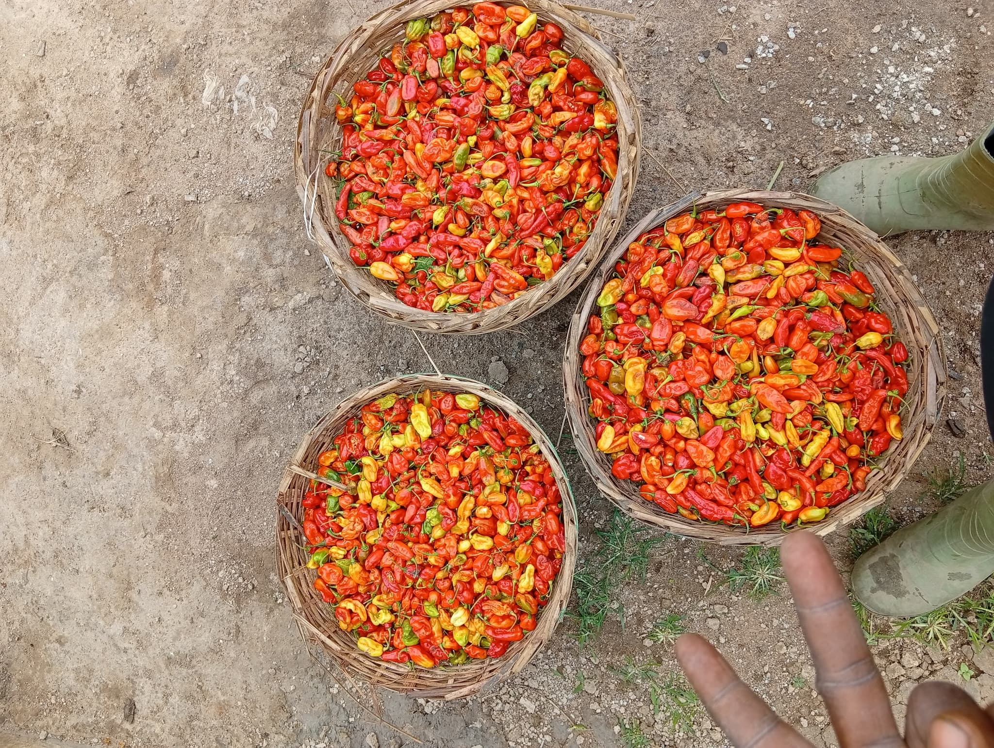 Fresh Farm Pepper 🌶