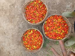Fresh Farm Pepper 🌶