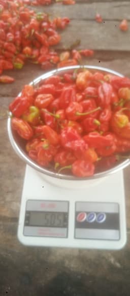 Fresh Farm Rodo 500g