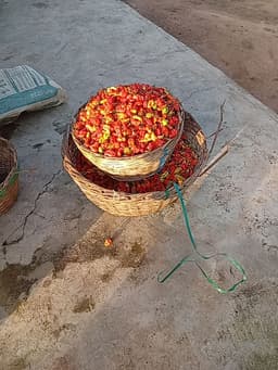 Fresh Farm Rodo And Tomato π
1Kg